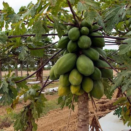 thumbnail for publication: An Overview of US Papaya Production, Trade, and Consumption